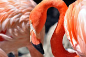 Flamingos
