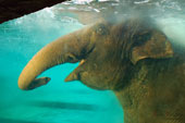 (Unterwasser)Elefant