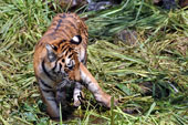 Sibirischer (Baby)Tiger